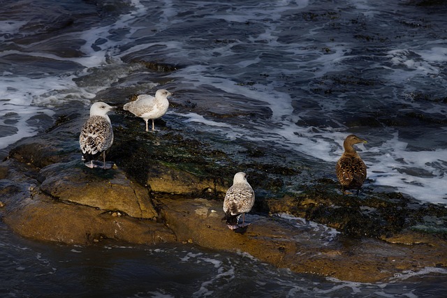 wildlife, coastal, birdwatching, marine, nature, conservation