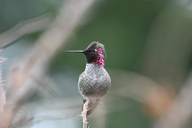 wildlife, coastal, birdwatching, marine, nature, conservation