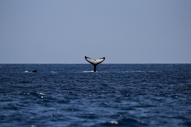 wildlife, coastal, birdwatching, marine, nature, conservation