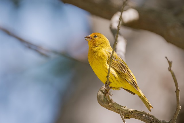 wildlife, coastal, birdwatching, marine, nature, conservation