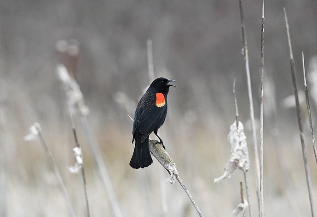 wildlife, coastal, birdwatching, marine, nature, conservation