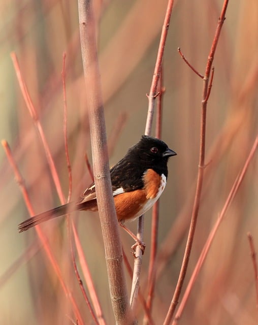 wildlife-coastal-birdwatching-marine-nat-640x480-22067053.jpeg
