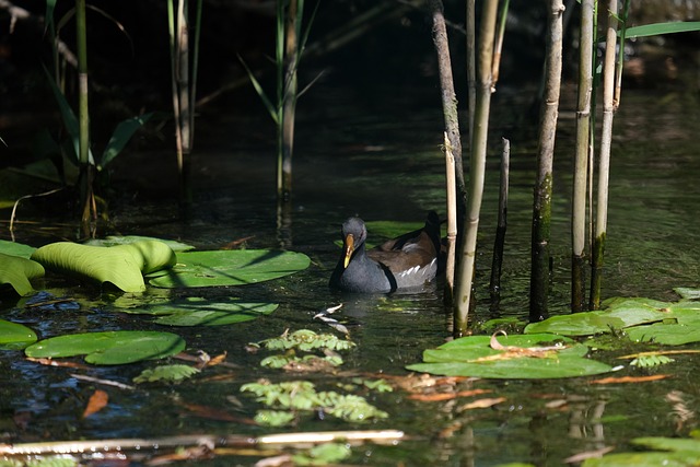 wildlife, coastal, birdwatching, marine, nature, conservation