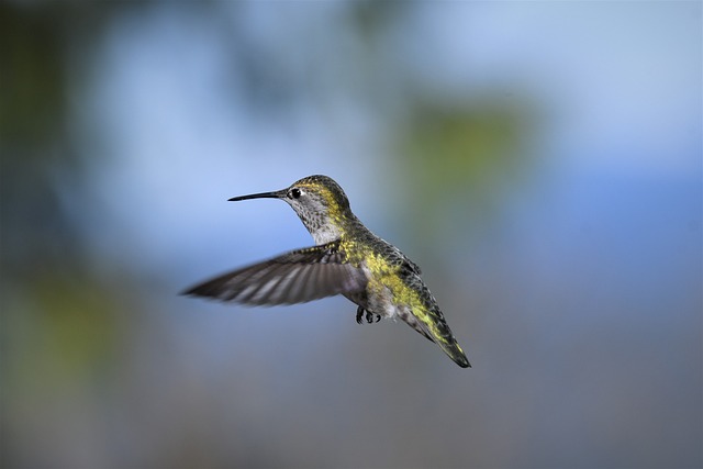 wildlife, coastal, birdwatching, marine, nature, conservation