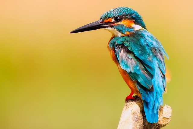 wildlife, coastal, birdwatching, marine, nature, conservation