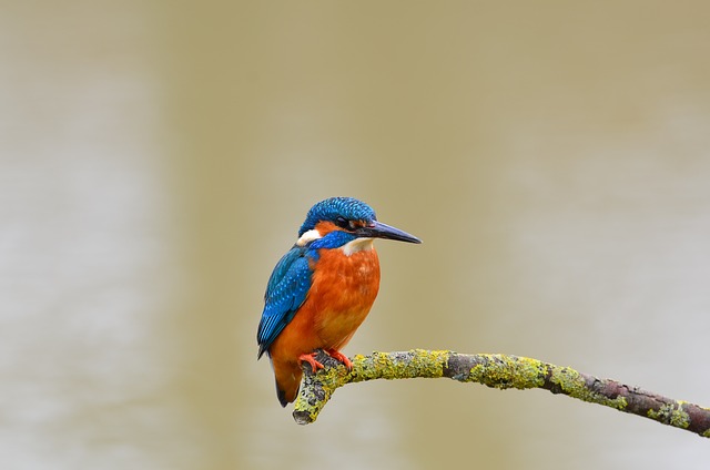 wildlife, coastal, birdwatching, marine, nature, conservation