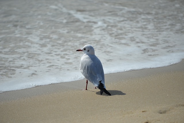 wildlife, coastal, birdwatching, marine, nature, conservation