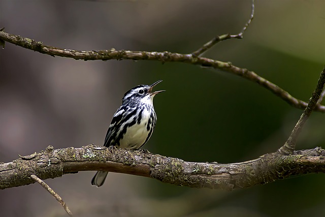 wildlife-coastal-birdwatching-marine-nat-640x480-44708728.jpeg