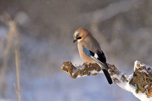 wildlife-coastal-birdwatching-marine-nat-640x480-49426419.jpeg