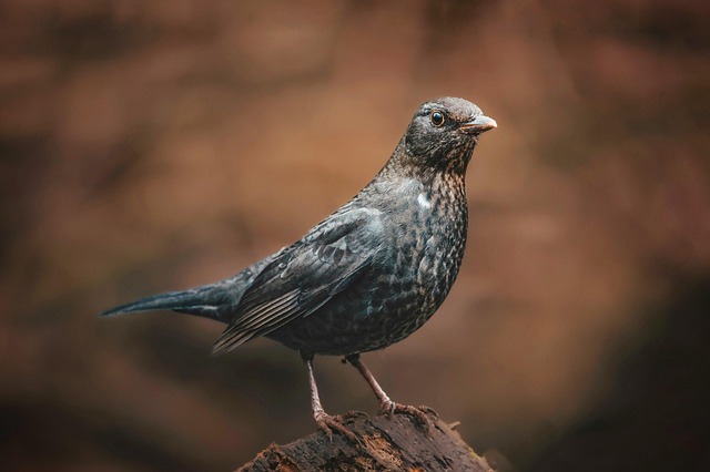 wildlife-coastal-birdwatching-marine-nat-640x480-51806755.jpeg