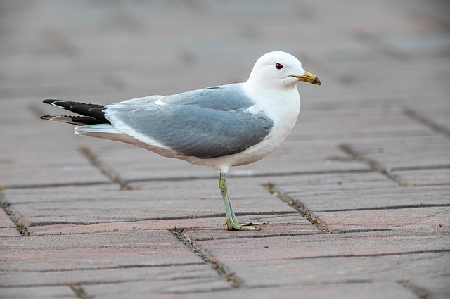 wildlife-coastal-birdwatching-marine-nat-640x480-54094436.jpeg