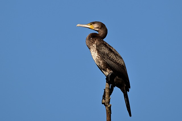 wildlife, coastal, birdwatching, marine, nature, conservation
