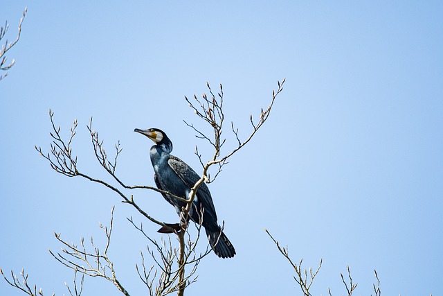 wildlife, coastal, birdwatching, marine, nature, conservation