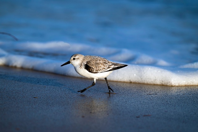 wildlife, coastal, birdwatching, marine, nature, conservation