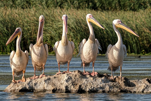 wildlife, coastal, birdwatching, marine, nature, conservation