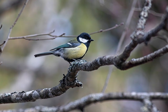 wildlife, coastal, birdwatching, marine, nature, conservation