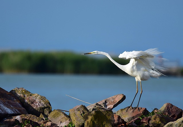 wildlife, coastal, birdwatching, marine, nature, conservation