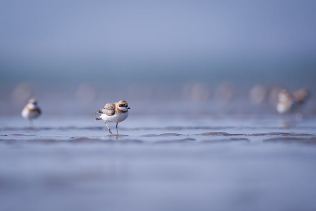 wildlife, coastal, birdwatching, marine, nature, conservation