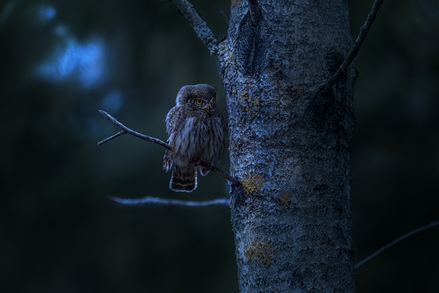 wildlife, coastal, birdwatching, marine, nature, conservation