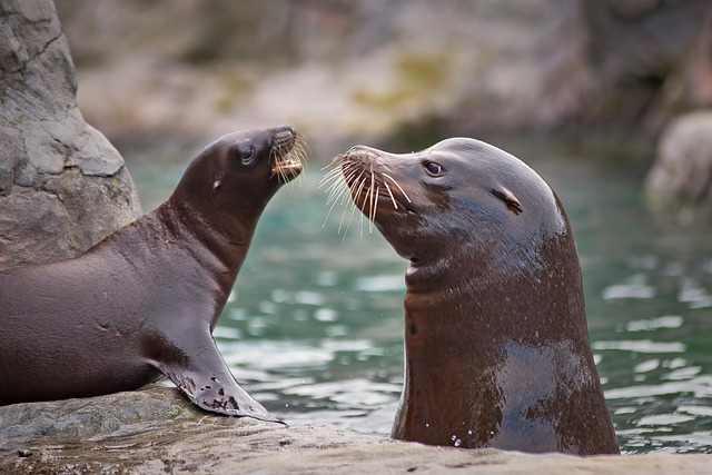 wildlife, coastal, birdwatching, marine, nature, conservation