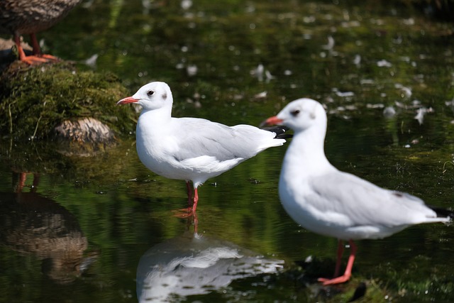 wildlife, coastal, birdwatching, marine, nature, conservation