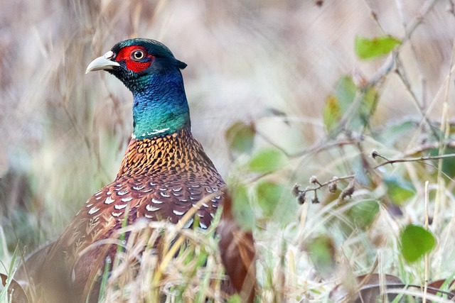wildlife-coastal-birdwatching-marine-nat-640x480-81656904.jpeg