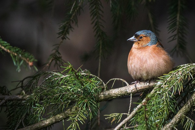 wildlife, coastal, birdwatching, marine, nature, conservation