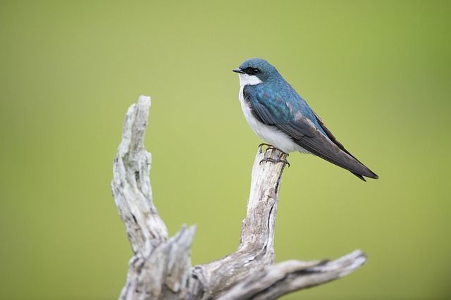 wildlife, coastal, birdwatching, marine, nature, conservation