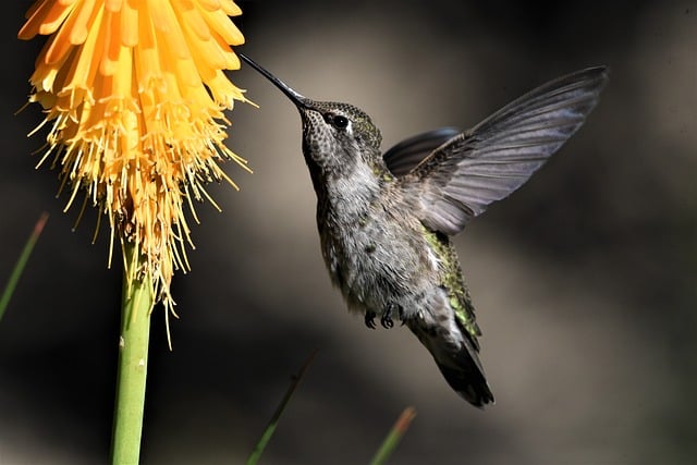 wildlife, coastal, birdwatching, marine, nature, conservation