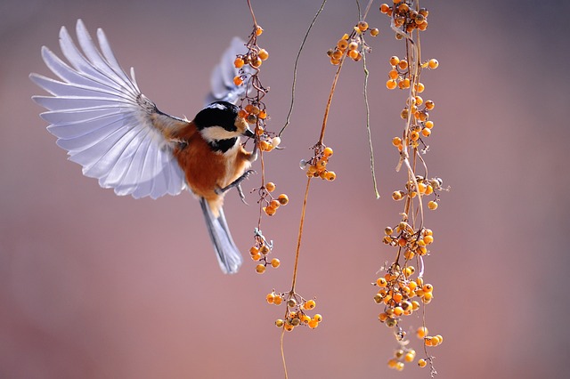 wildlife, coastal, birdwatching, marine, nature, conservation
