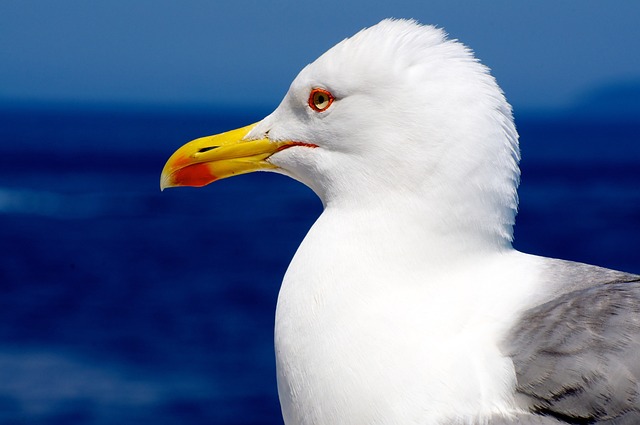 wildlife-coastal-birdwatching-marine-nat-640x480-8947537.jpeg