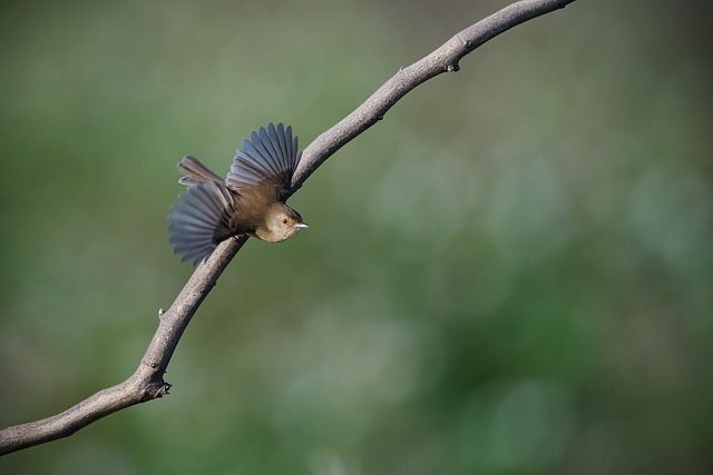 wildlife-coastal-birdwatching-marine-nat-640x480-89971348.jpeg