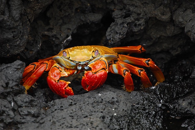 wildlife, coastal, birdwatching, marine, nature, conservation