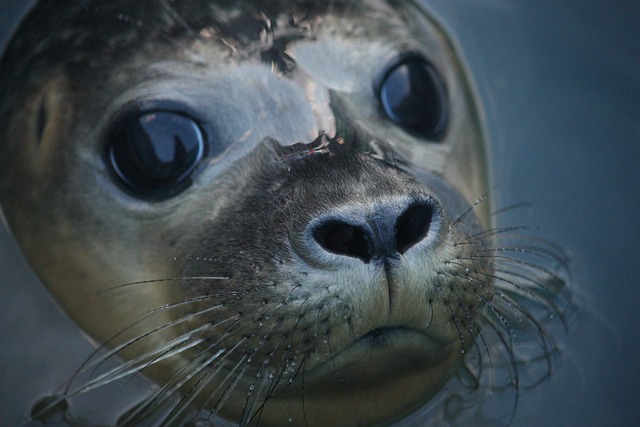 wildlife, coastal, birdwatching, marine, nature, conservation