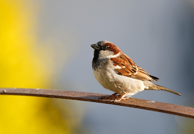 wildlife, coastal, birdwatching, marine, nature, conservation