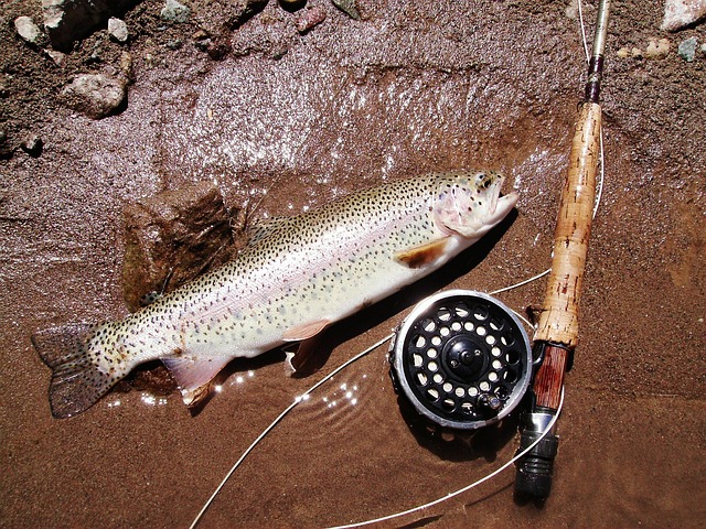 Willamette, fishing, river, trout, nature, conservation