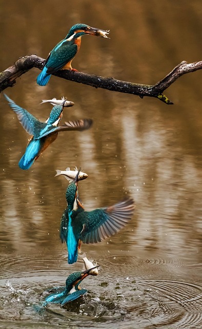 Willamette, fishing, river, trout, nature, conservation