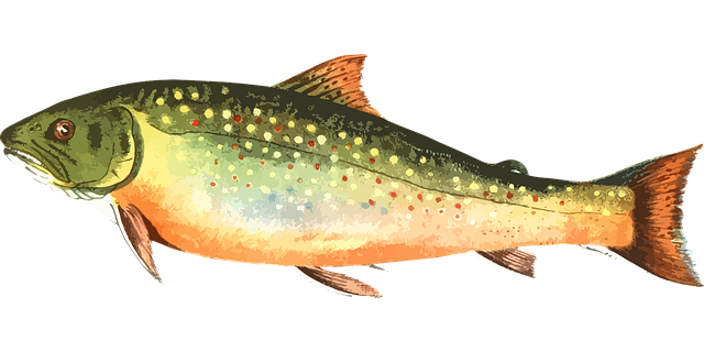 Willamette, fishing, river, trout, nature, conservation