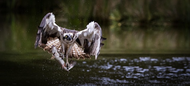willamette-fishing-river-trout-nature-co-640x480-30876358.jpeg