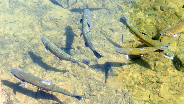 Willamette, fishing, river, trout, nature, conservation