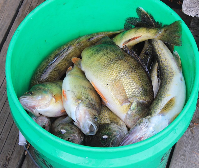 Willamette, fishing, river, trout, nature, conservation