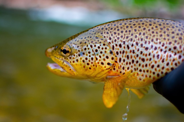 Willamette, fishing, river, trout, nature, conservation