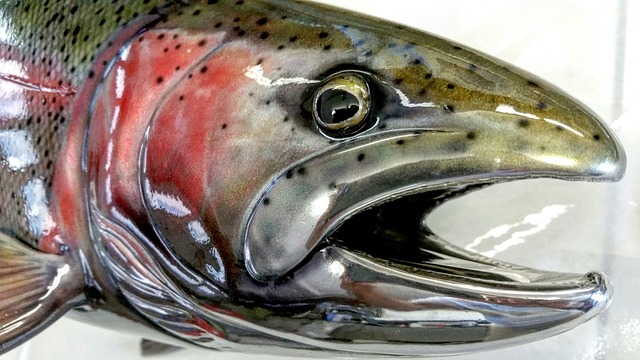 Willamette, fishing, river, trout, nature, conservation
