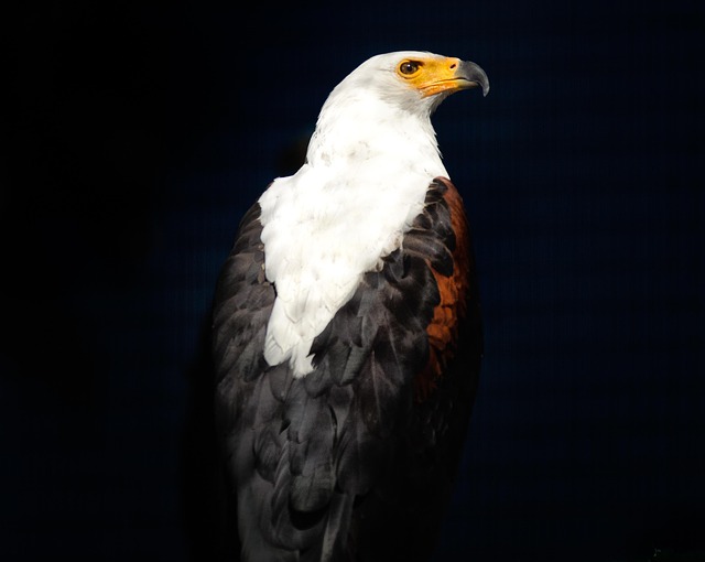 Willamette, fishing, river, trout, nature, conservation