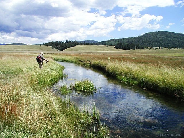 Willamette, fishing, river, trout, nature, conservation
