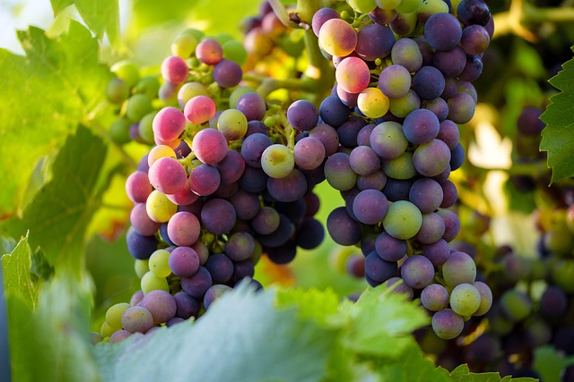 wine