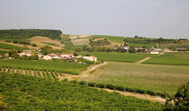 wine, vineyard, grapes, tasting, winery, bottles