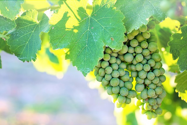 wine, vineyard, grapes, tasting, winery, bottles