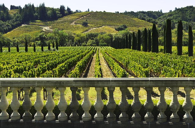 wine, vineyard, grapes, tasting, winery, bottles