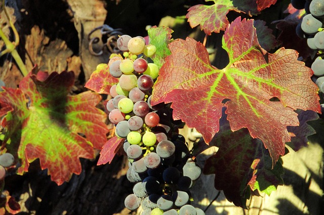 wine-vineyard-grapes-tasting-winery-bott-640x480-2500708.jpeg